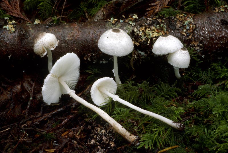Leucocoprinus brebissonii